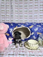 Thor, a male Chihuahua for sale in Houston, TX – Photo 8 of 8