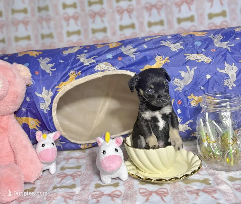 Thor – Chihuahua puppy for sale in Houston, TX