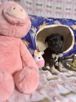 Thor, a male Chihuahua for sale in Houston, TX – Photo 6 of 8