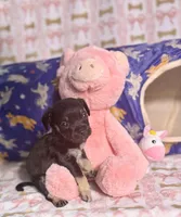 Thor, a male Chihuahua for sale in Houston, TX – Photo 2 of 8