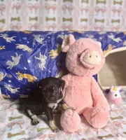 Thor, a male Chihuahua for sale in Houston, TX – Photo 4 of 8