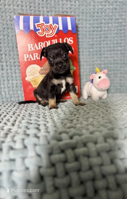 Thor – Chihuahua puppy on hold in Houston, TX