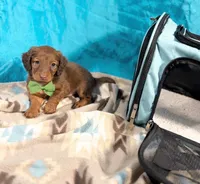 Canelo, a male Miniature Dachshund for sale in Houston, TX – 7 of 8