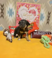 Luna, a female Chihuahua for sale in Houston, TX – 8 of 9