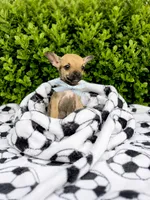 Little Comet, a male Chihuahua for sale in Houston, TX – 4 of 9