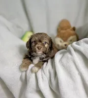 Sienna, a female Maltipoo for sale in Houston, TX – 5 of 8