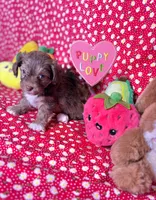 Sienna, a female Maltipoo for sale in Houston, TX – 7 of 8