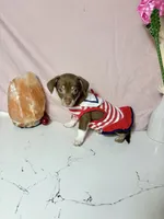 Bella, a female Chihuahua for sale in Houston, TX – 5 of 6