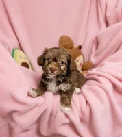 Sienna, a female Maltipoo for sale in Houston, TX – 3 of 8