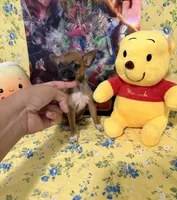 Hershey, a male Chihuahua for sale in Houston, TX – 4 of 6