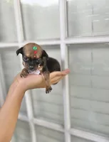 Trinity , a female Chihuahua for sale in Houston, TX – 7 of 7