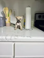 Jerry, a male Chihuahua for sale in Houston, TX – 5 of 5