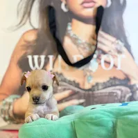 Lori, a female Chihuahua for sale in Houston, TX – 8 of 9