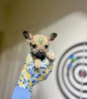 Little peanut , a male Chihuahua for sale in Houston, TX – 5 of 8