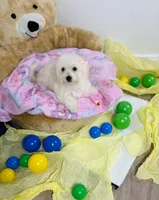 Aries , a female Maltipoo for sale in Houston, TX – 2 of 8