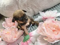 Trinity , a female Chihuahua for sale in Houston, TX – 2 of 7