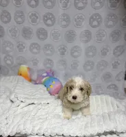 Ruben, a male Goldendoodle for sale in Houston, TX – 2 of 6