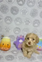 Belinda, a female Maltipoo for sale in Houston, TX – 7 of 10