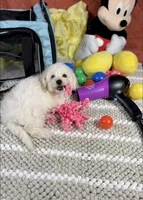 Ariel, a female Maltipoo for sale in Houston, TX – 3 of 7
