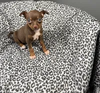Molly, a female Chihuahua for sale in Houston, TX – 5 of 6