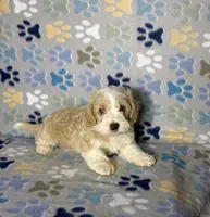 Bear, a male Maltipoo for sale in Houston, TX – 3 of 7