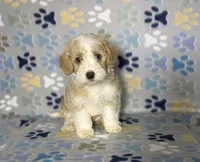 Bear, a male Maltipoo for sale in Houston, TX – 2 of 7