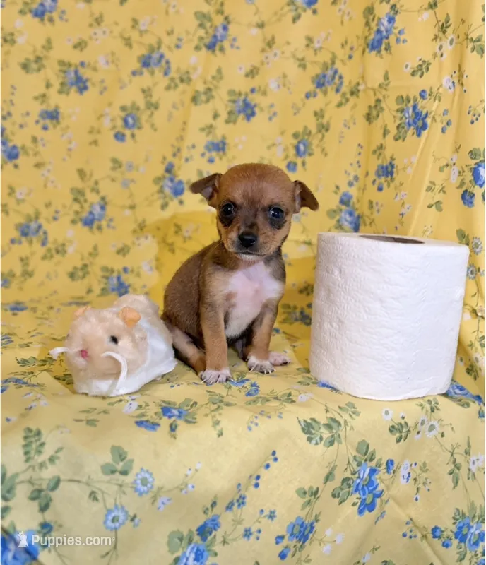 Tulip – Chihuahua puppy for sale in Houston, TX