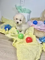 Milo, a male Poodle - Toy  for sale in Houston, TX – 2 of 9