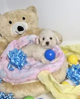 Milo, a male Poodle - Toy  for sale in Houston, TX – 1 of 9