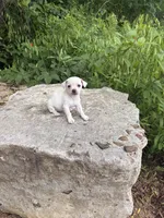 Polly, a female Chihuahua for sale in Houston, TX – 1 of 7
