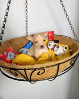 Amelia, a female Chihuahua for sale in Houston, TX – 2 of 2