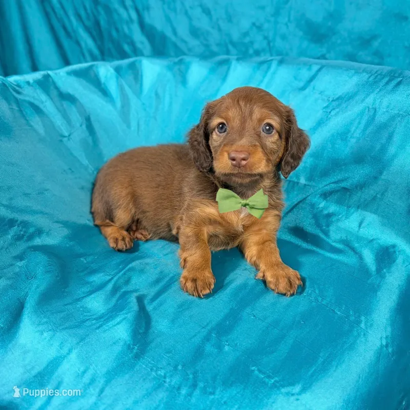 Canelo – Miniature Dachshund puppy for sale in Houston, TX