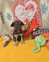 Luna, a female Chihuahua for sale in Houston, TX – 5 of 9