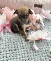 Trinity , a female Chihuahua for sale in Houston, TX – 4 of 7
