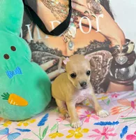 Lori, a female Chihuahua for sale in Houston, TX – 9 of 9