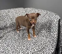 Molly, a female Chihuahua for sale in Houston, TX – 6 of 6