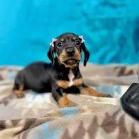 Nami, a female Miniature Dachshund for sale in Houston, TX – 2 of 7