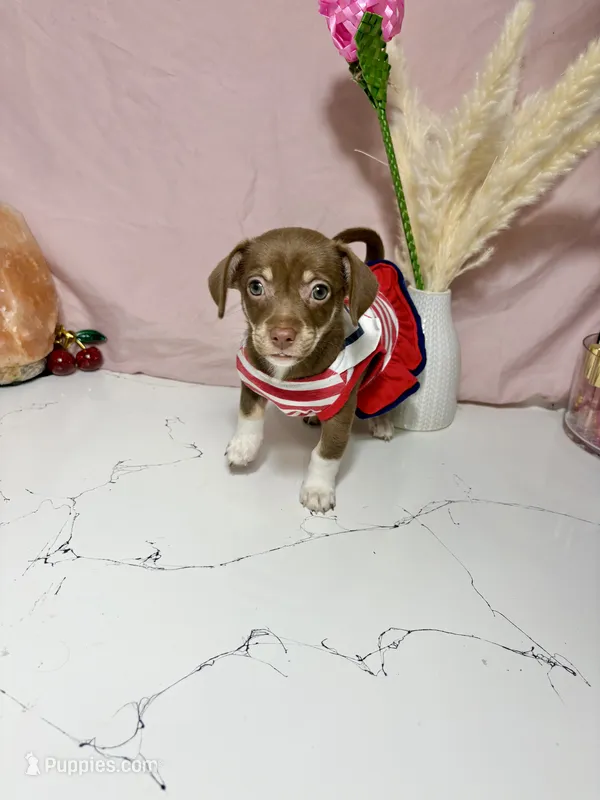 Bella – Chihuahua puppy for sale in Houston, TX