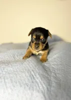 April, a female Yorkshire Terrier for sale in Houston, TX – Photo 4 of 5