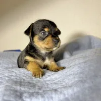 April, a female Yorkshire Terrier for sale in Houston, TX – Photo 5 of 5