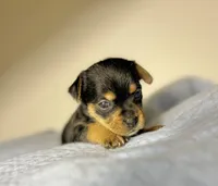 April, a female Yorkshire Terrier for sale in Houston, TX – Photo 2 of 5