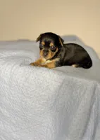 April, a female Yorkshire Terrier for sale in Houston, TX – Photo 1 of 5