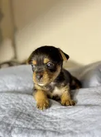 April, a female Yorkshire Terrier for sale in Houston, TX – Photo 3 of 5