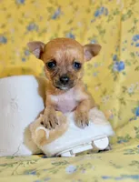 Tulip, a female Chihuahua for sale in Houston, TX – 4 of 7