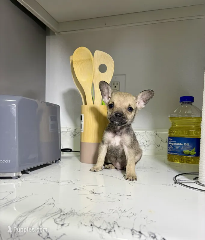 Jerry – Chihuahua puppy for sale in Houston, TX