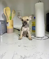 Jerry, a male Chihuahua for sale in Houston, TX – 4 of 5
