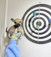 Little peanut , a male Chihuahua for sale in Houston, TX – 7 of 8