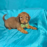 Canelo, a male Miniature Dachshund for sale in Houston, TX – 3 of 8