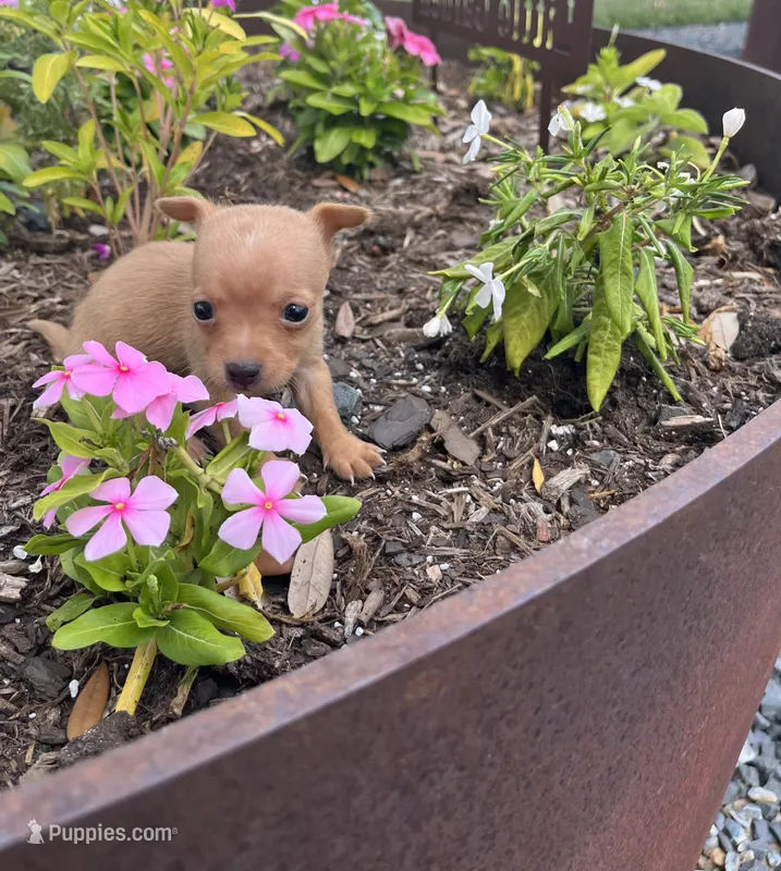 Emely – Chihuahua puppy for sale in Houston, TX