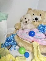 Milo, a male Poodle - Toy  for sale in Houston, TX – 7 of 9